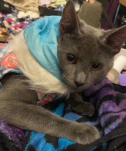 Meet your Posher, Brandy